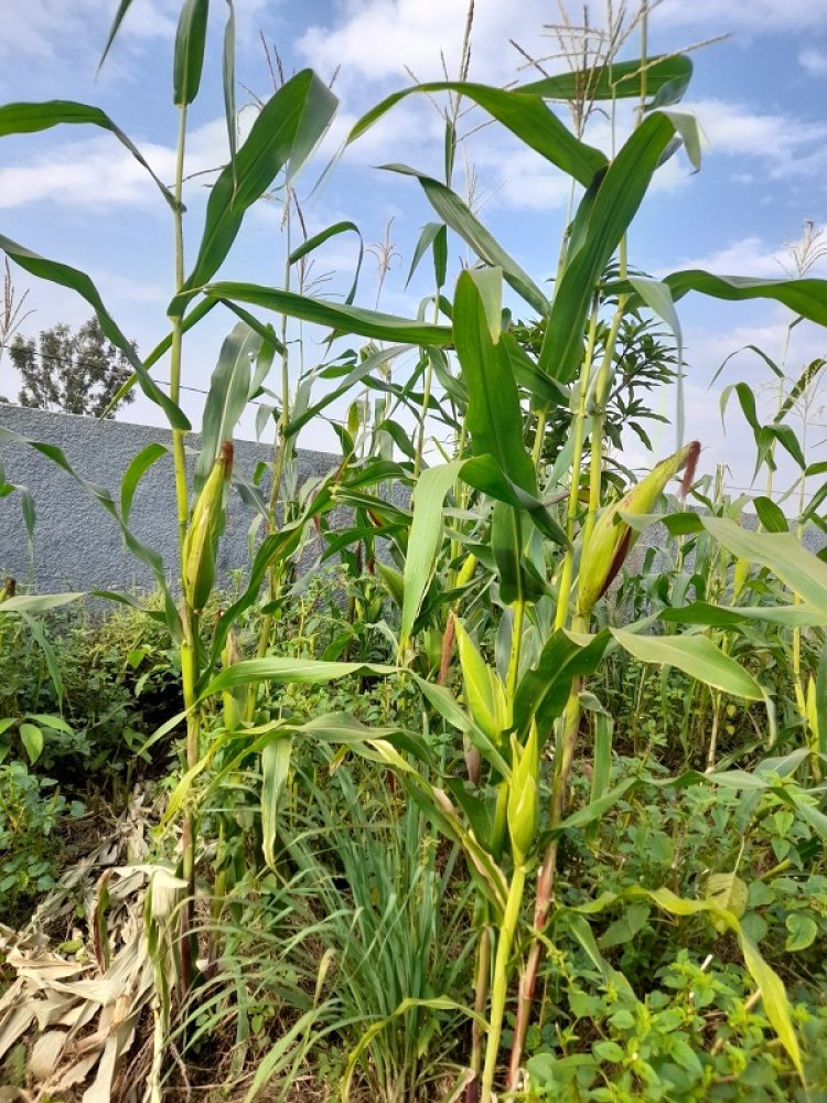 King James wamaze hafi amezi abiri muri Amerika mu mushinga wa Album ‘’Ubushobozi’’ yagarutse mu Rwanda-Amafoto