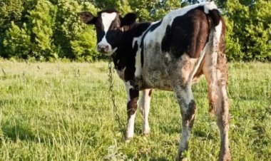 Umugore yanze gutera akabariro n'umugabo we asimbuzwa inka