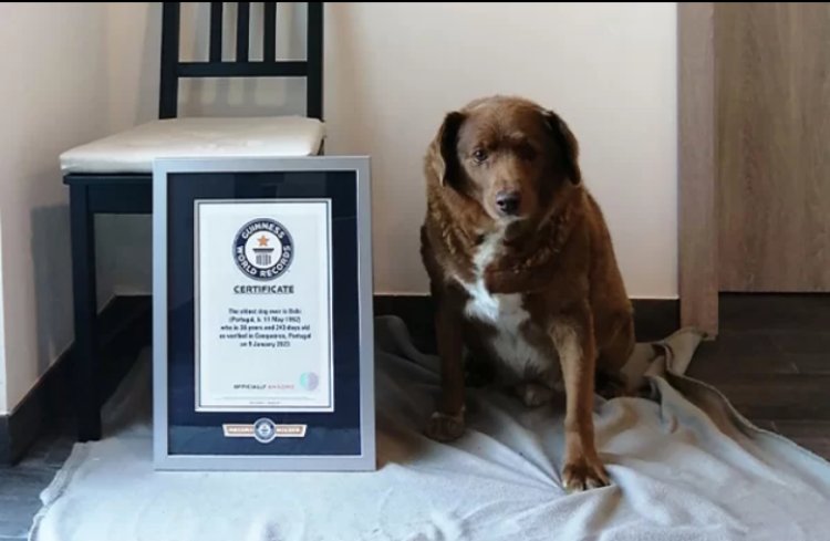 Ya mbwa ikuze kurusha izindi ku Isi yagize isabukuru imyaka 31