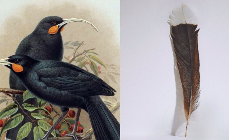 Ibaba ry'inyoni ryagurishijwe arenga miliyoni 37frw