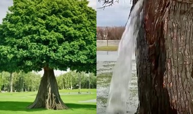 Menya byinshi ku bwoko bw'ibiti bihora bidudubiza amazi