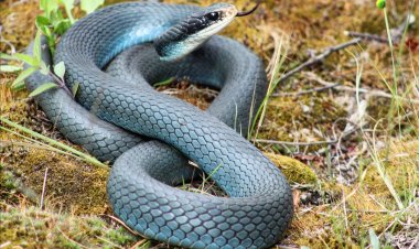 Mu buhinde: Inzoka yamurumye nawe arayiruma