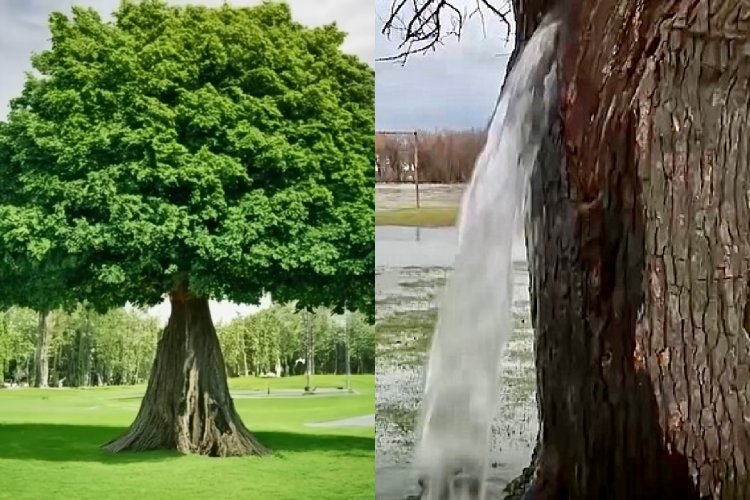 Menya byinshi ku bwoko bw'ibiti bihora bidudubiza amazi