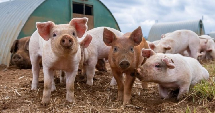 Umugabo yishe abantu babiri abagaburira ingurube ze