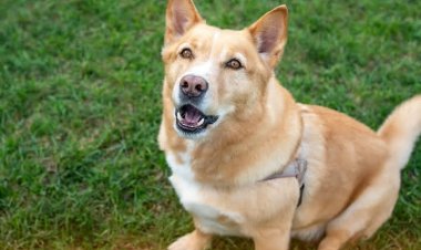 Hakozwe umuti uzajya wongerera imbwa gihe cyo kubaho