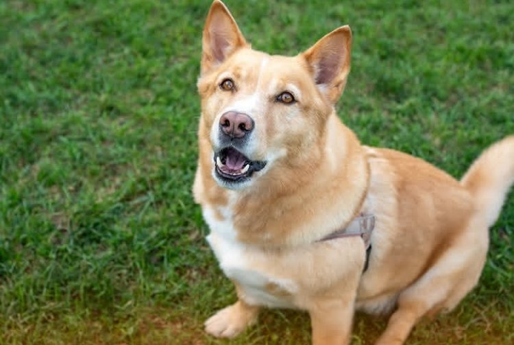 Hakozwe umuti uzajya wongerera imbwa gihe cyo kubaho