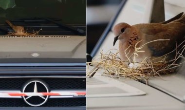 Yaretse gutwara imodoka ye ya miliyoni zirenga 262 kubera inyoni yari yayaritseho