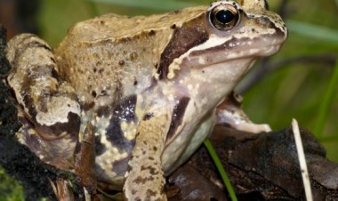 Ese wari uzi ko ibikeri by'ibigore byipfusha mu rwego rwo kwirinda guhuza ibitsina n'ibigabo?